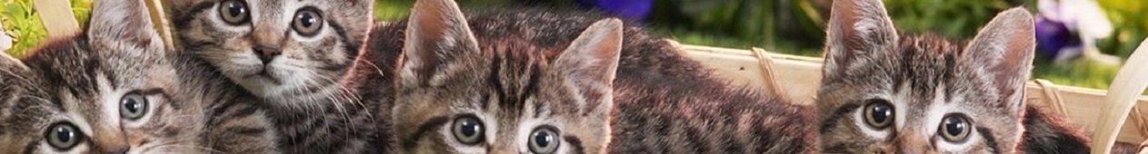 Chatons