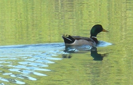 Colvert sur étang Colvert sur étang