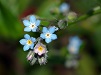 Myosotis mini