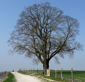 Arbre et chemin