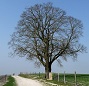 Arbre et chemin mini