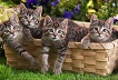 Chatons mini