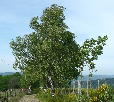 Arbre dans le vent