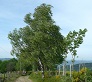 Arbre dans le vent mini